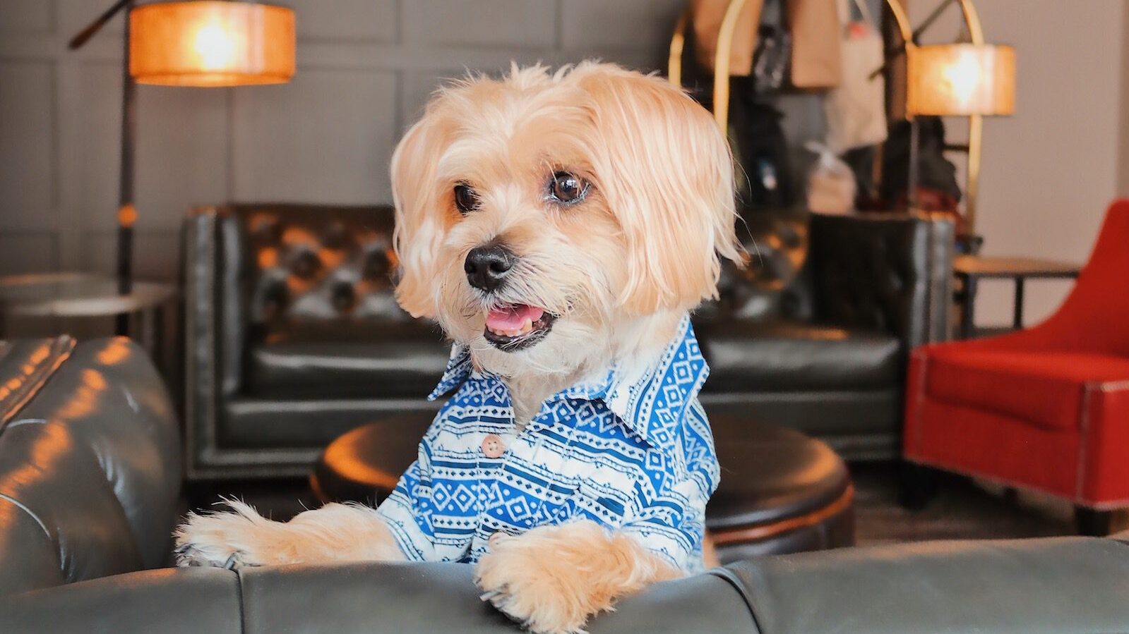 15 dogfriendly hotels in New England that will pamper your pup