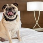 IHG Hotels and Resorts - Pet Friendly