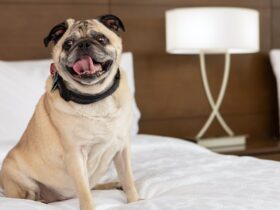 IHG Hotels and Resorts - Pet Friendly