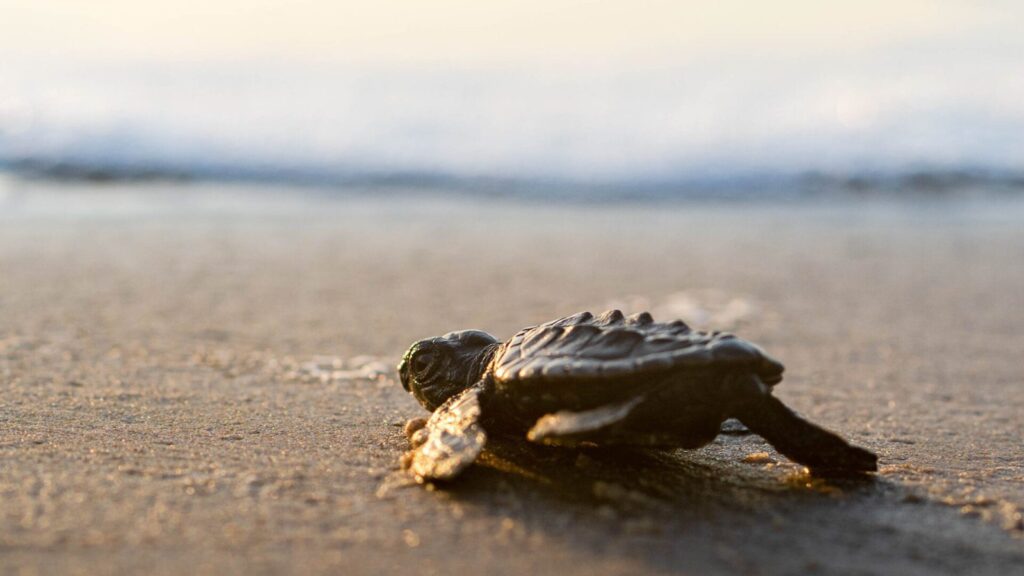 baby sea turtle on South Padre Island in Texas