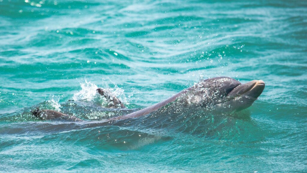 dolphins off the coast of South Padre Island, Texas