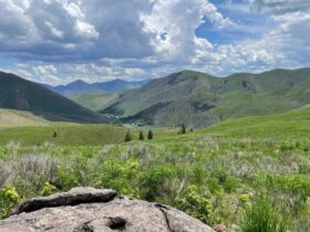 view of mountains, fields of wildflowers, and blue sky with clouds in Sun Valley Idaho