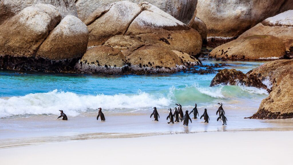 wild penguins at Boulders Beach near Cape Town, South Africa