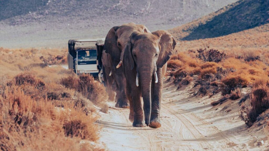 elephants at Aquila Private Game Reserve in Cape Town South Africa