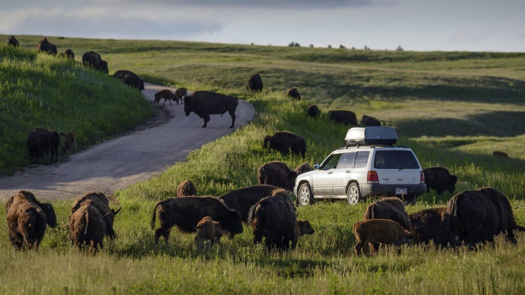 A car parked amid buffalo grazing at Custer State Park in South Dakota