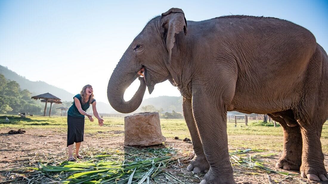 Elephant Nature park in Chiang Mai Thailand. Founded by Lek Chailert. (Photo: Intrepid Travel)