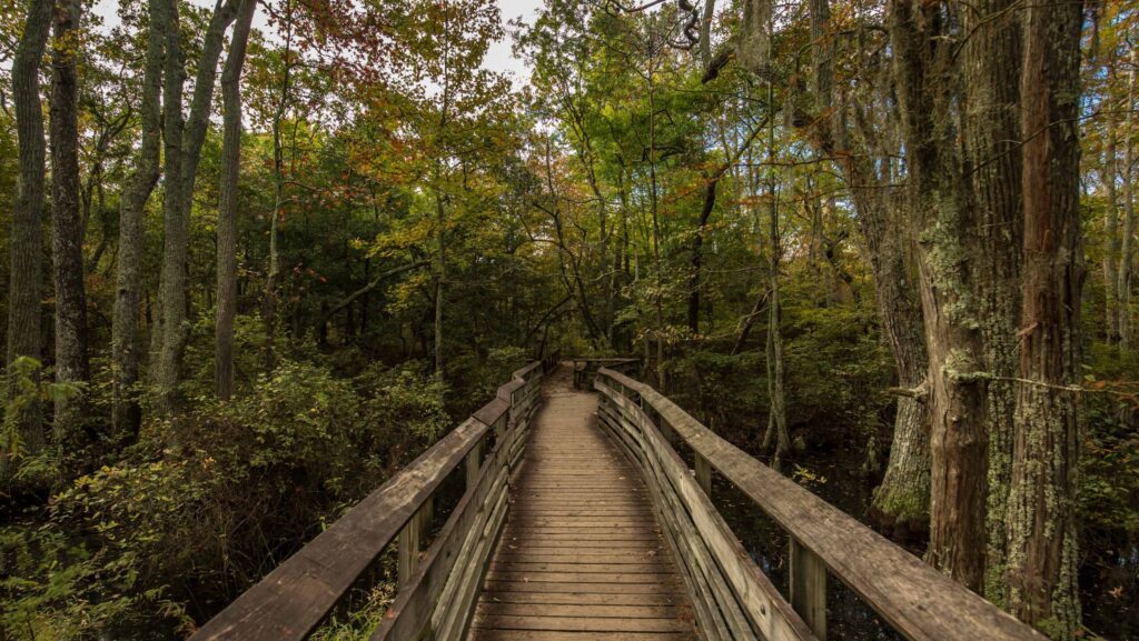 A boardwalk leading through the trees during the fall at First Landing State Park
