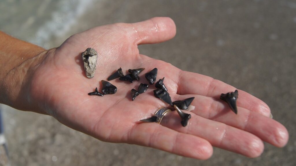 A hand with several fossilized sharks teeth in the palm from the beaches in Venice, Florida