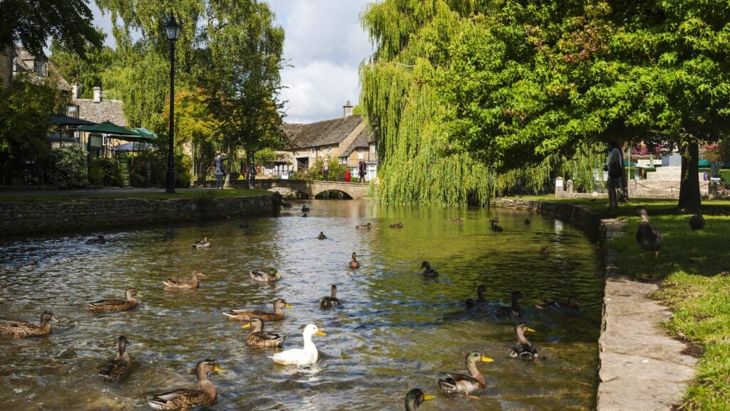 ducks in the river at Bourton-on-the-Water, The Cotswolds, Gloucestershire, England, United Kingdon, Europe