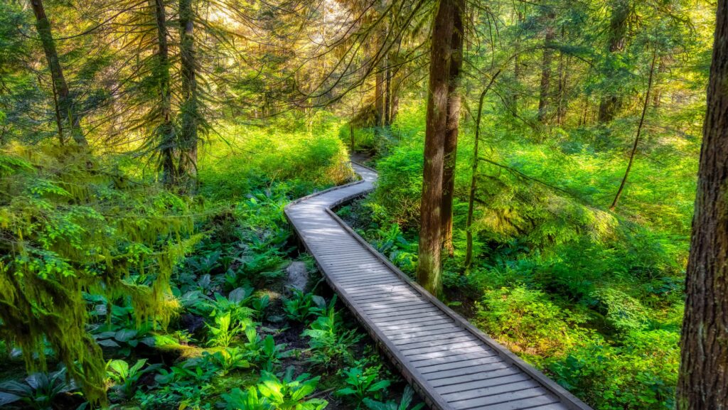 Lynn Canyon Park, North Vancouver, British Columbia, Canada. Beautiful Wooden Hiking Trail in the Rainforest. Sunny Summer Morning.