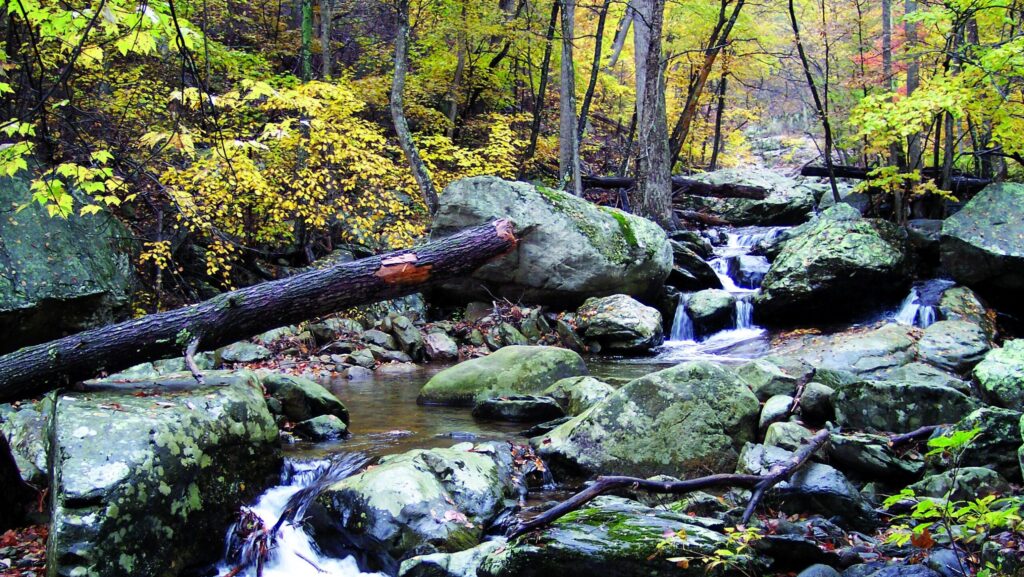 Fall leaves on trees by a creek on Whiteoak Canyon Trail at Shenandoah National Park