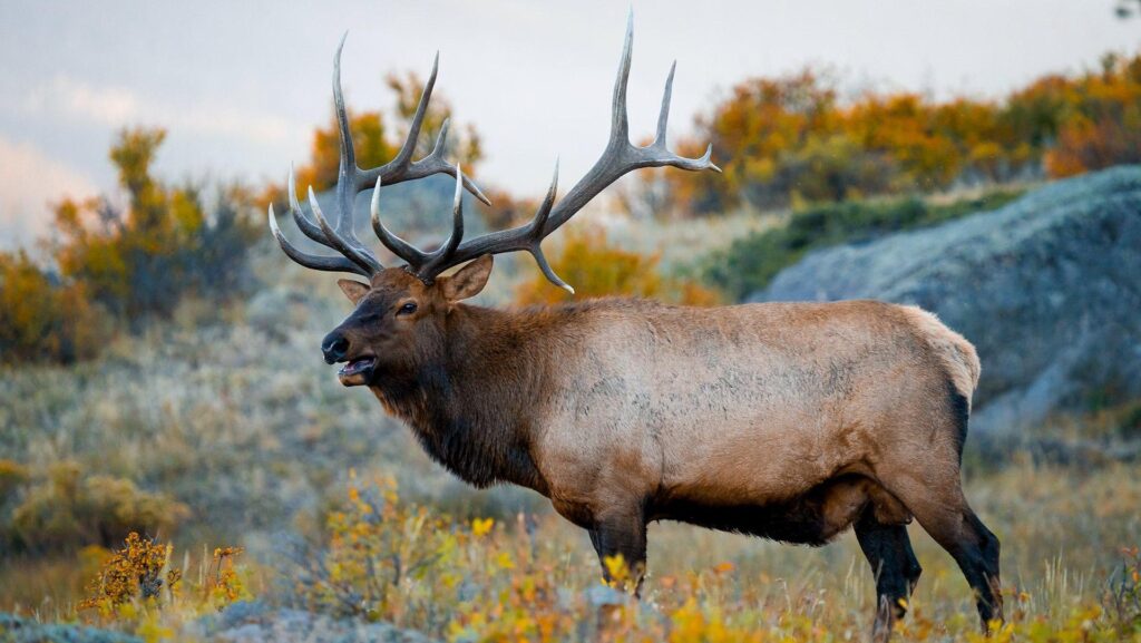 A bull elk standing in a field of fall colors at Rocky Mountain National Park