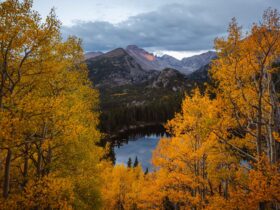 Trees with yellow fall leaves by a lake in Rocky Mountain National Park