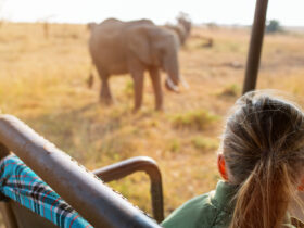 Child in Kenya safari on morning game drive in open vehicle