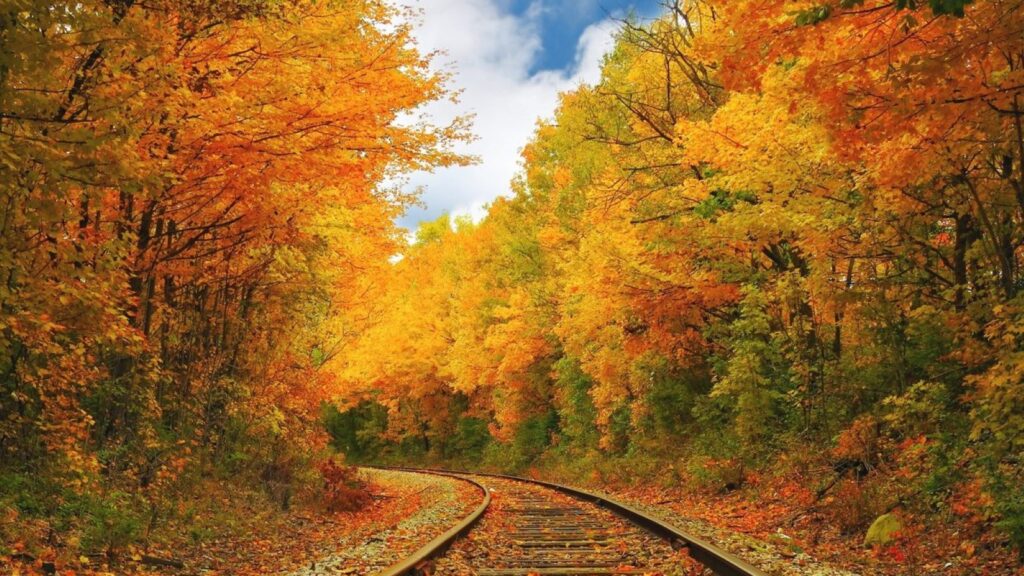 Trees with orange, yellow, and red leaves lining the tracks for the Nickel Plate Express in Hamilton County, Indiana