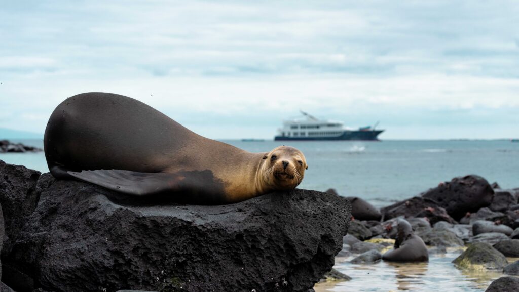 A seal lying on a rock with an Ecoventura vessel in the distance