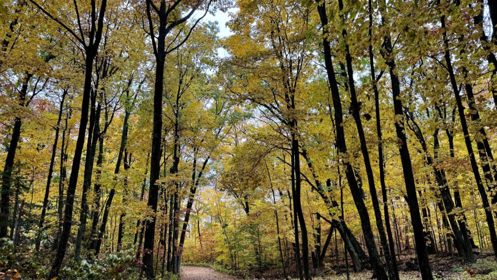 View of the fall foliage in the forest trail to Old Baldy at Whitefish Dunes State Park in Door County, Wisconsin