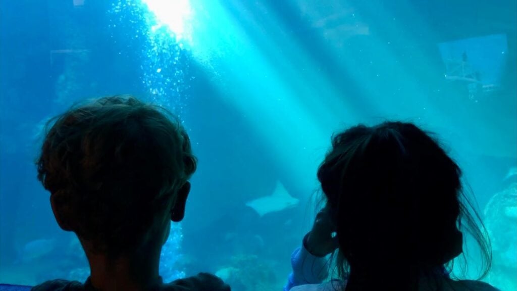 two children looking at a passing mata ray at the Clearwater Marine Aquarium