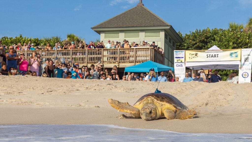 Sea turtle being released on the beach