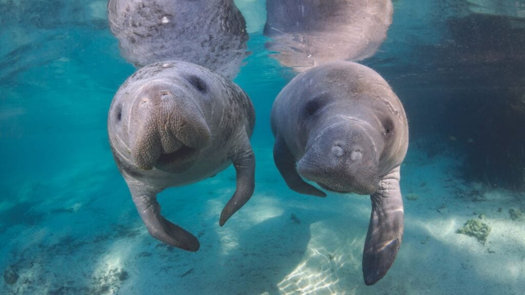 underwater picture of manatees in Crystal River, Florida