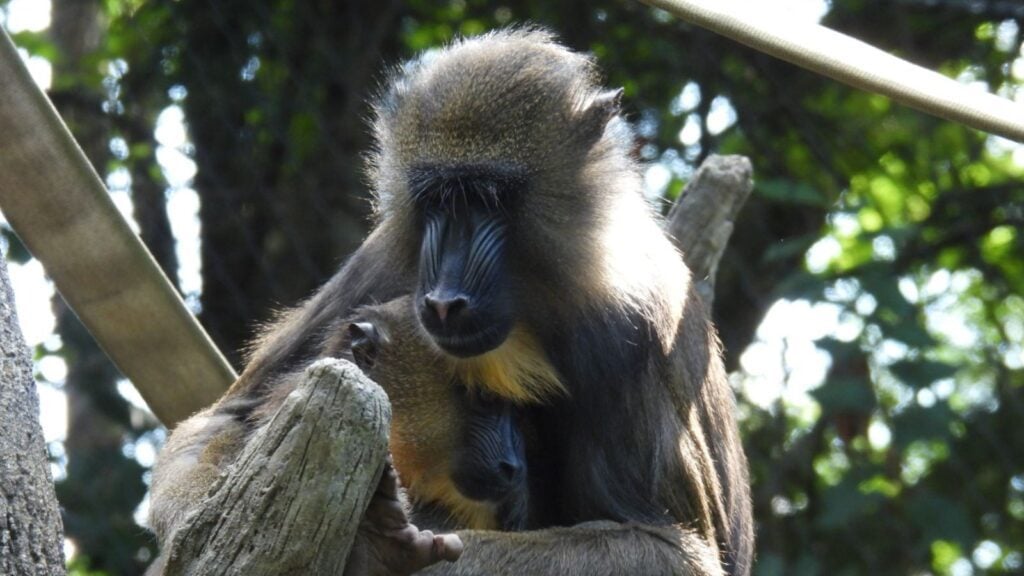 A Mandrill mother and baby cuddle at the Columbus Zoo and Aquarium