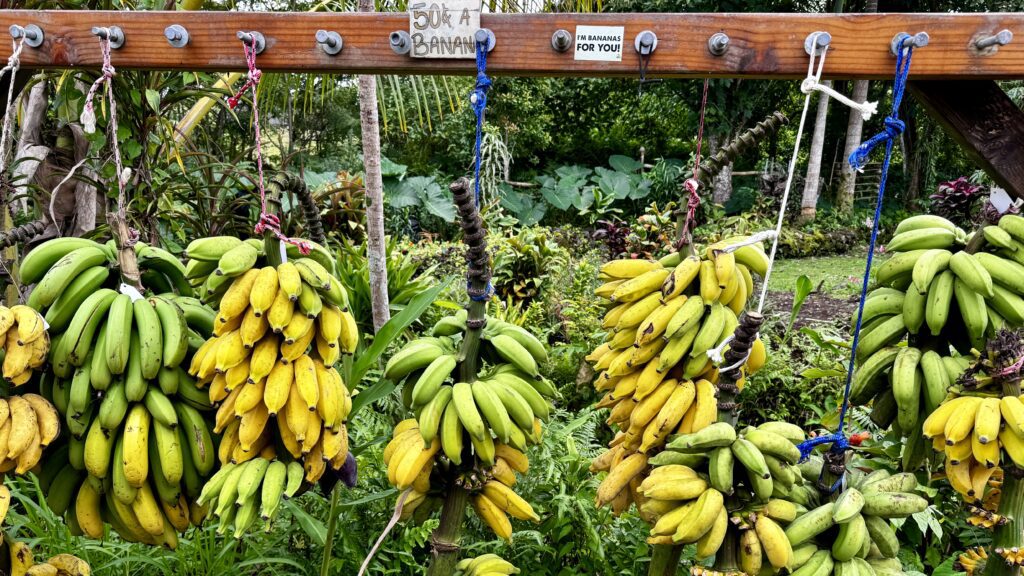 bananas at a farm stand on the Hana Highway