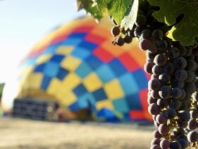 close up of grapes in Napa with a hot air balloon being slowly inflated in the background