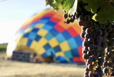 close up of grapes in Napa with a hot air balloon being slowly inflated in the background
