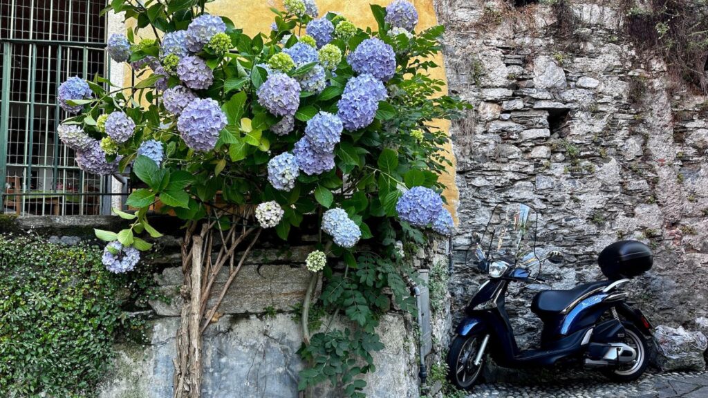 giant flowers and vespa at Lake Maggiore