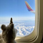 stuffed animal unicorn looking out window of Southwest Airlines airplane