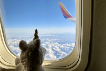 stuffed animal unicorn looking out window of Southwest Airlines airplane