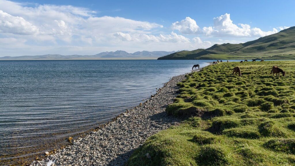 Horses Grazing Along Kyrgyzstan’s Song-Kol Lake