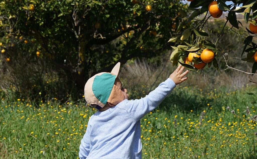 Young boy picking oranges from a tree in a meadow