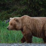 A brown bear on the Chinitna Bay shoreline with purple lupine flowers as a backdrop