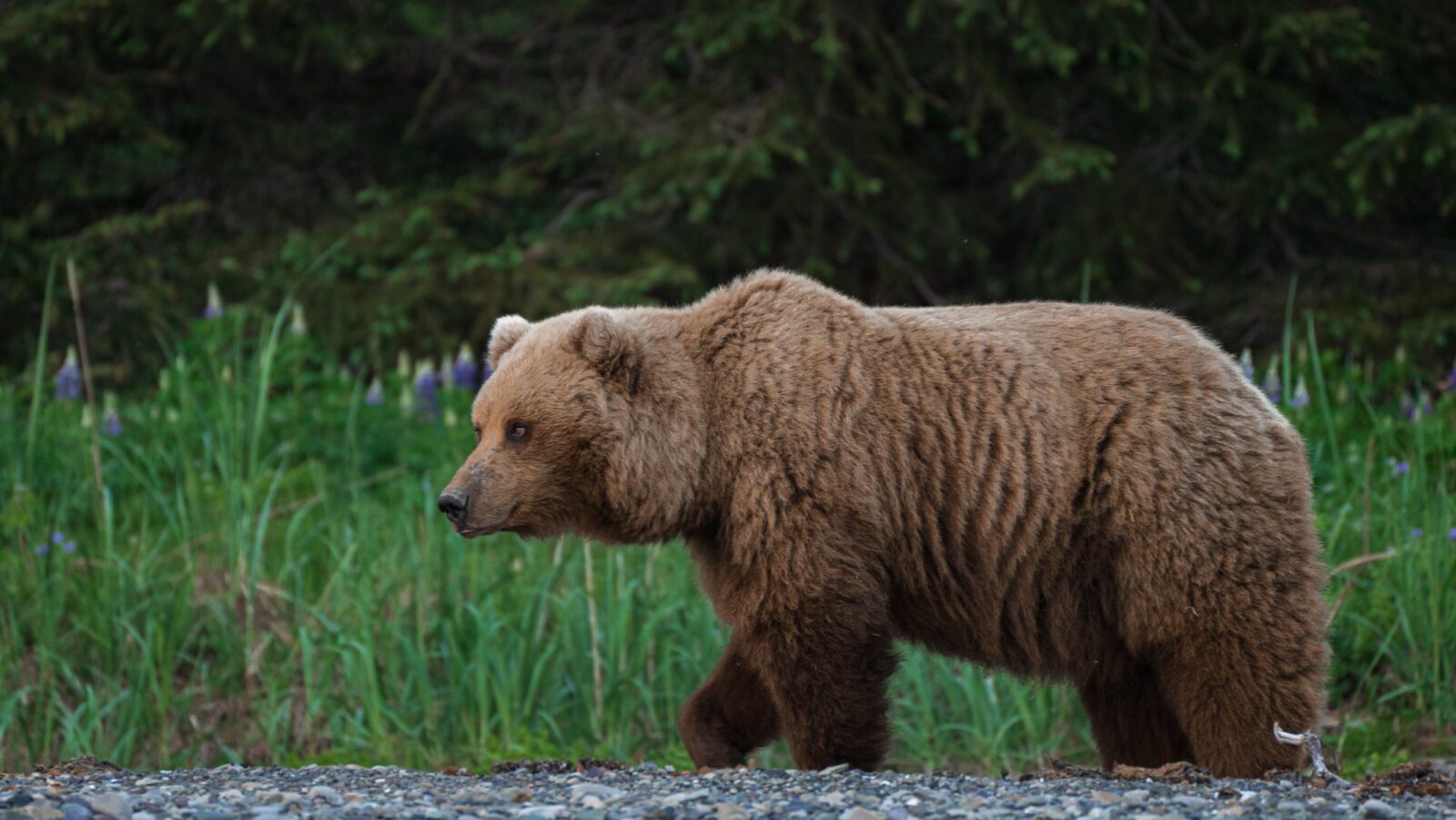 A brown bear on the Chinitna Bay shoreline with purple lupine flowers as a backdrop