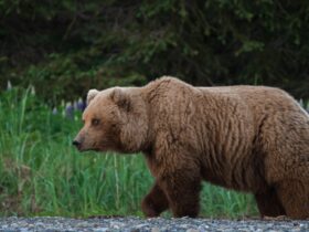 A brown bear on the Chinitna Bay shoreline with purple lupine flowers as a backdrop