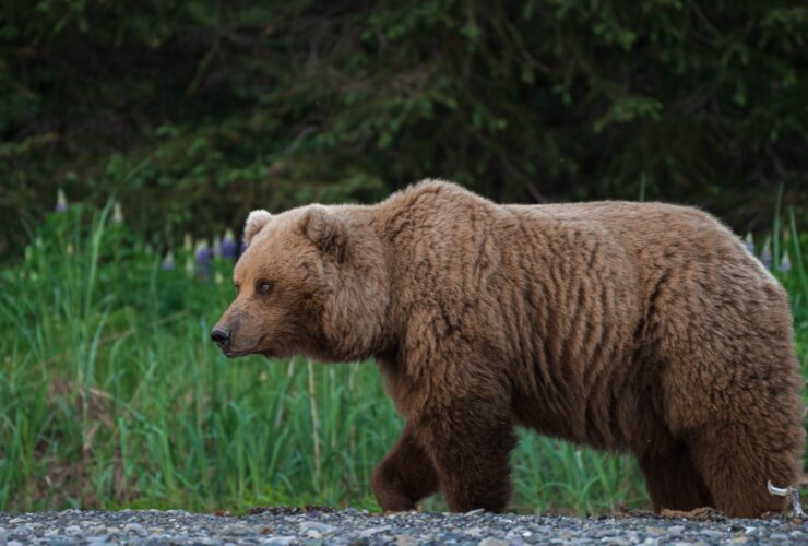 A brown bear on the Chinitna Bay shoreline with purple lupine flowers as a backdrop