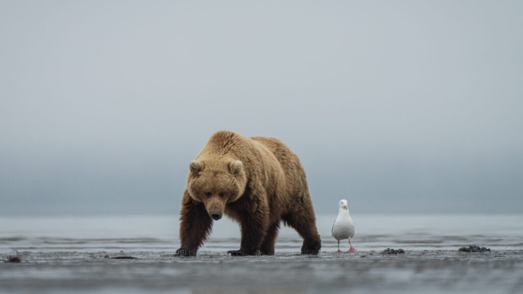 Bears spend the early spring digging for clams in front of Bear Camp during the low tide, and the seagulls like to join, too