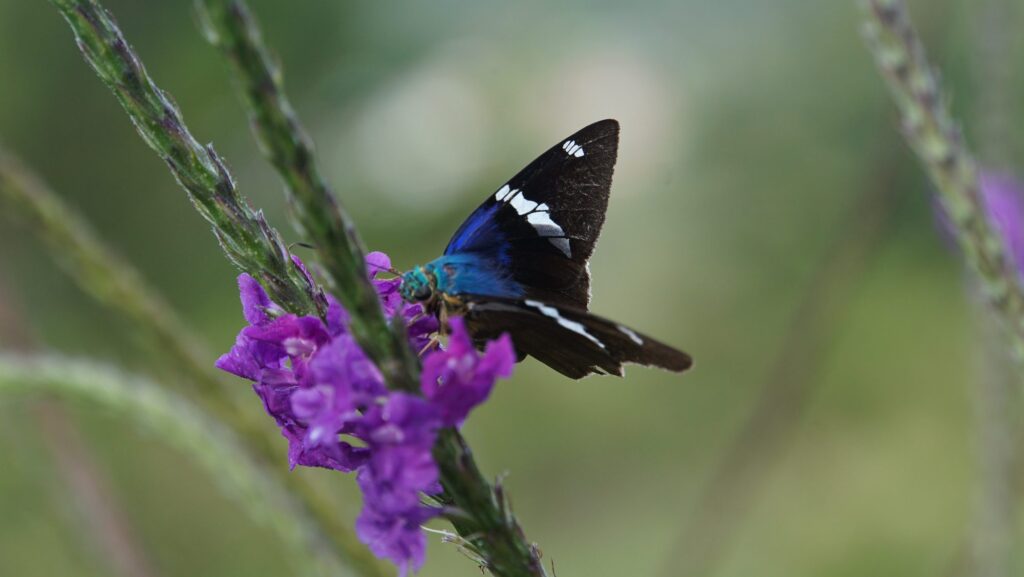 close up of butterfly in Monteverde Cloud Forest in Costa RIca