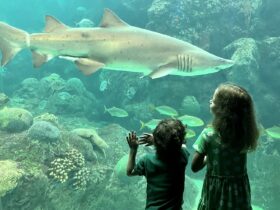 children looking at a shark at The Florida Aquarium in Tampa, Florida