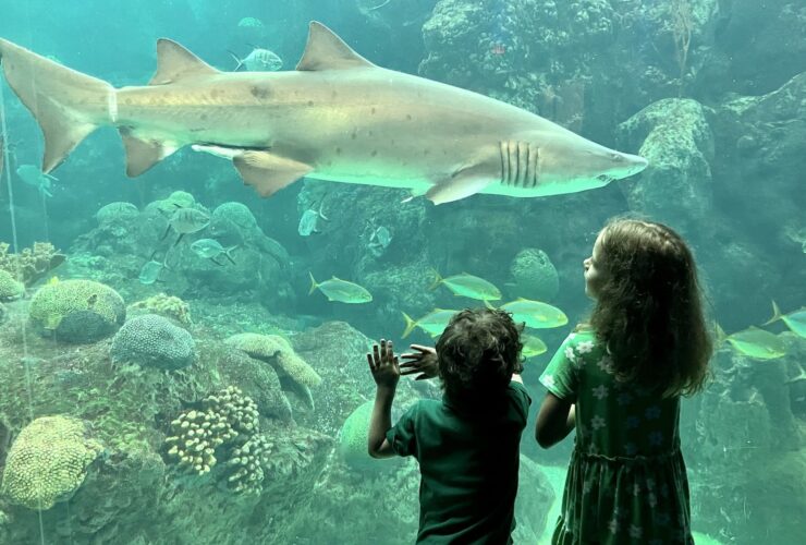 children looking at a shark at The Florida Aquarium in Tampa, Florida