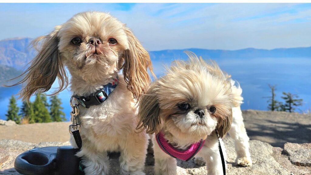 two little dogs at Crater Lake