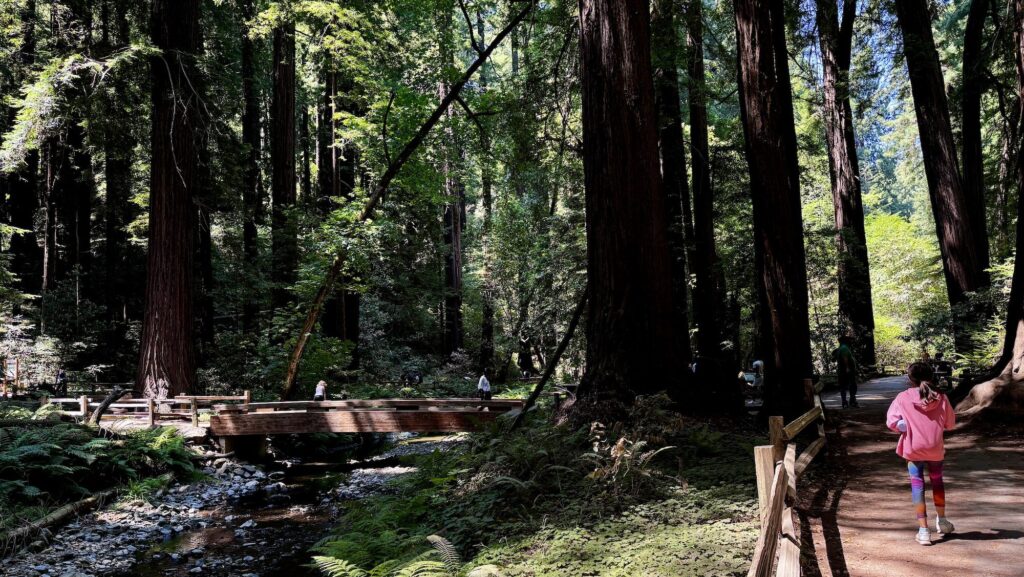 child walking along path next to stream at Muir Woods