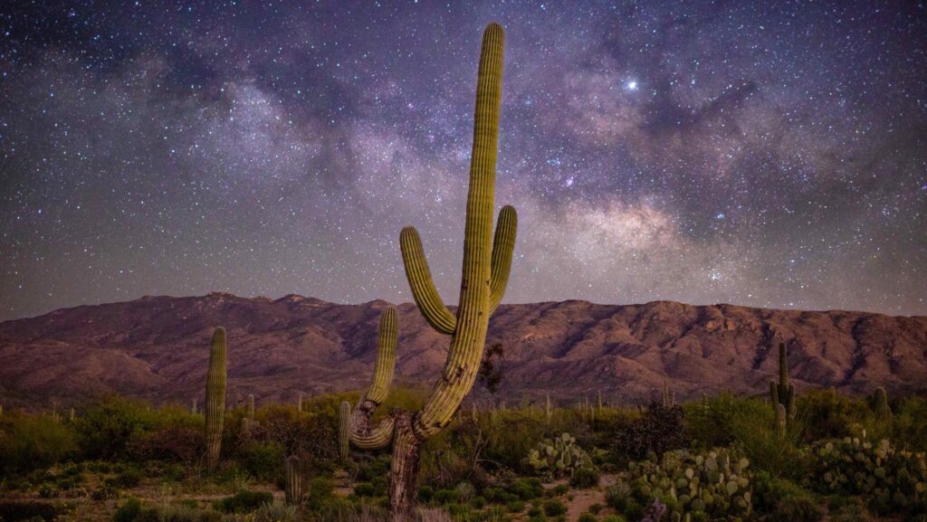 Cacti in front of a backdrop of mountains and a starry night sky in Tucson, Arizona