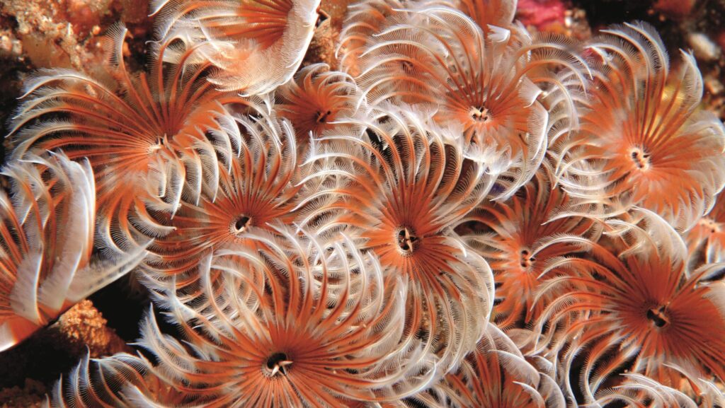 Orange and white sea anemones under water