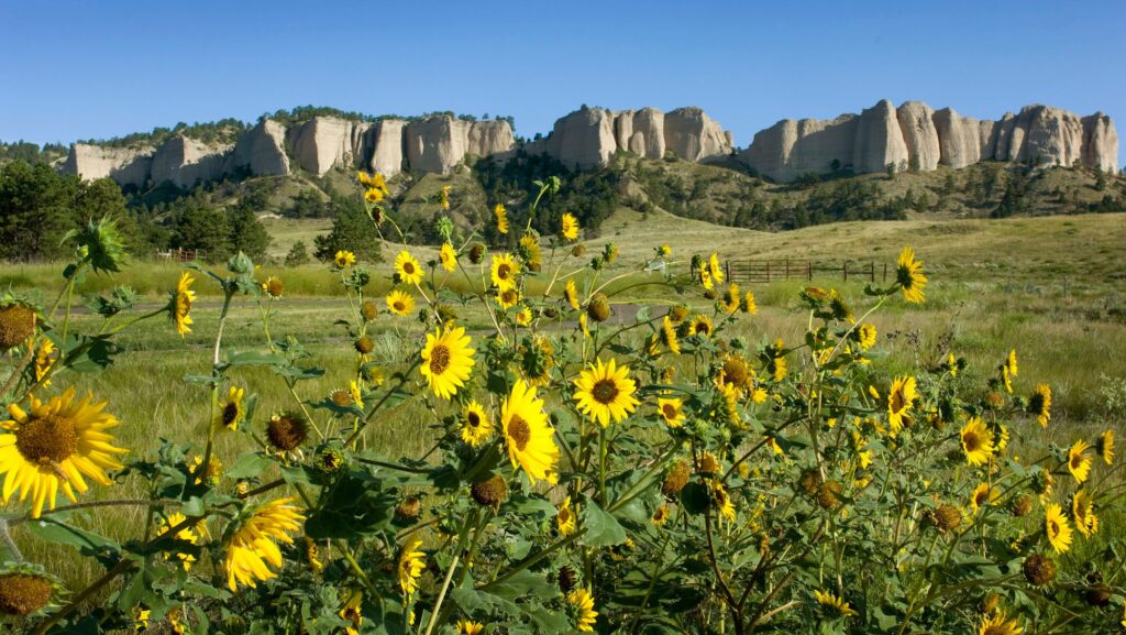 Sunflowers in front of a rocky outcropping at Fort Robinson State Park