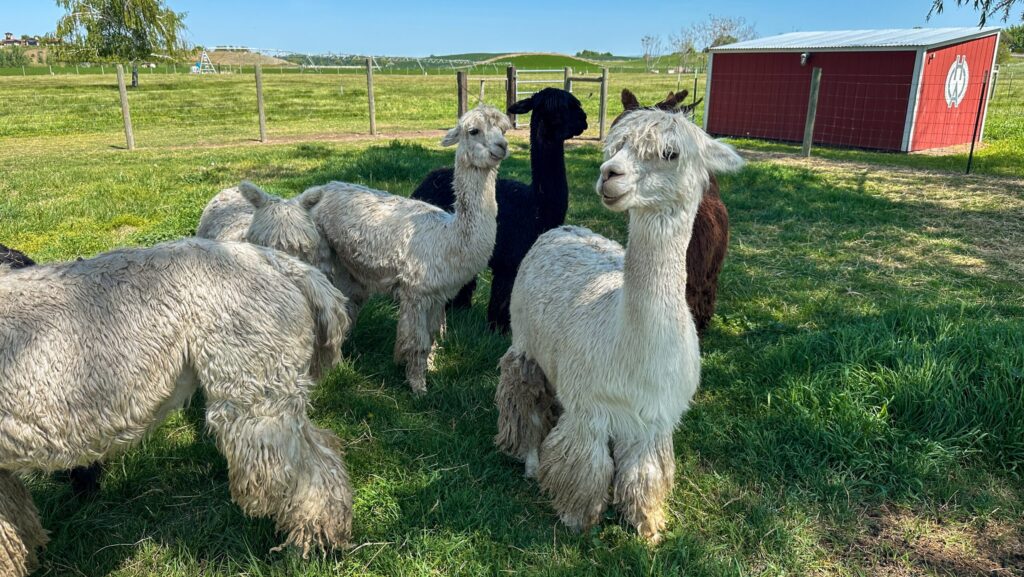 Several white, a black, and a brown alpacas at Old Homestead Alpacas in Walla Walla