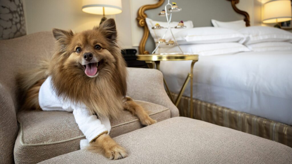 A little dog wearing a white bathrobe at The Plaza Hotel