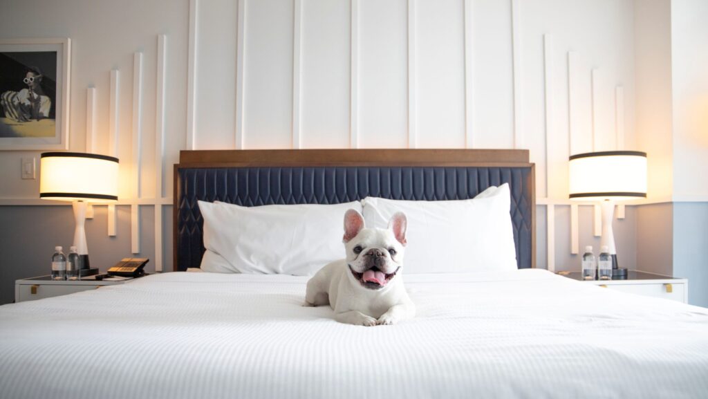 Mallow Frenchie posing on a bed at Cadillac Hotel & Beach Club, Autograph Collection