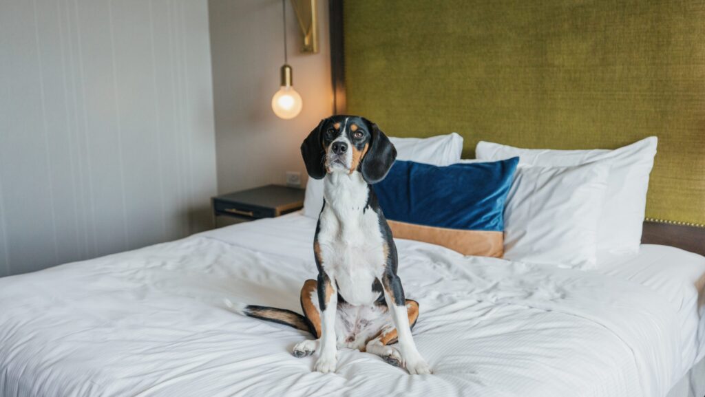 A dog on a bed at Hotel Zachary